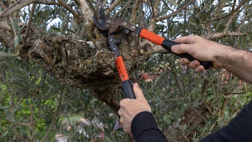 Professional,Heavy,Duty,Lopping,Shears,Lying,On,A,Green,Lawn